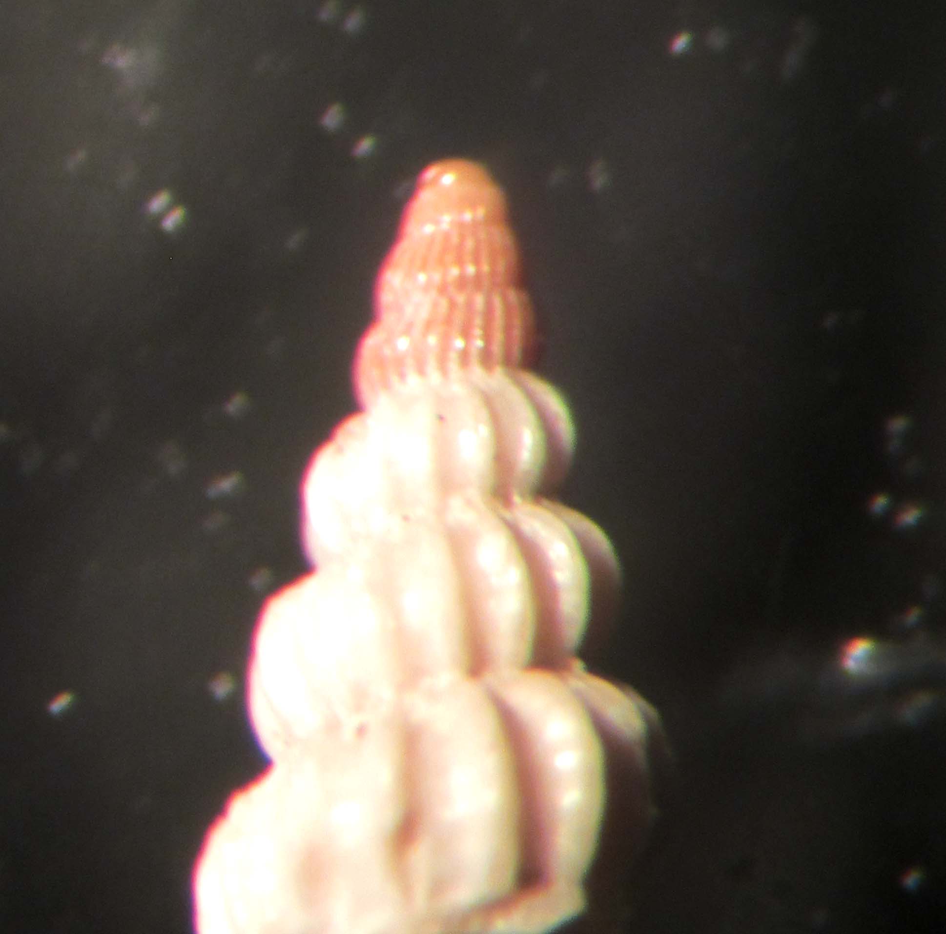 frammento di epitonide